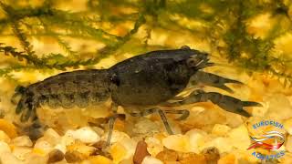 Mexican Dwarf Blue Crayfish Cambarellus Patzcuarenisis 20 Gallon 75 Liter Aquarium [upl. by Remlap]