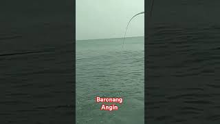 Baronang angin shorts fishing mancingmania sulistiyono32 [upl. by Corney]