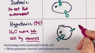 AS Biology  Osmosis OCR A Chapter 55 [upl. by Flavia]