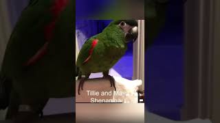 Funny parrot pt19 like and sub for pt20 funnypetsmoments funnyanimal funny birds parrot [upl. by Seamus]