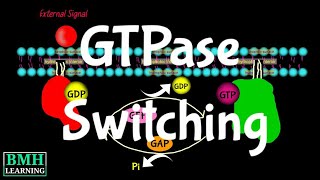 GTPase Switching  G Proteins [upl. by Aznofla351]