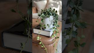 Plant Check Hoya Curtisii leca plants houseplants hoya semihydroponics roomwithry [upl. by Iroc633]