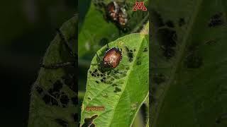 Eliminating Japanese beetles with ecofriendly solution [upl. by Bravin]