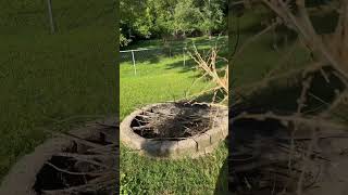 Yucca Plant harvesting adamsneedle [upl. by Pihc]