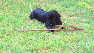 Kasey adorable cocker spaniel 07 months old [upl. by Fiske831]