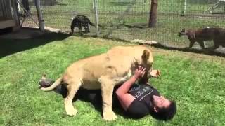 The reaction of a lioness meet the man who took care of  after a long period of absence [upl. by Elden]