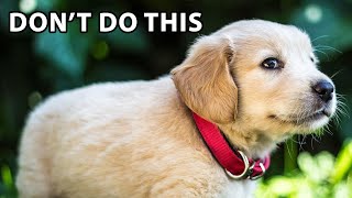 10 Mistakes FirstTime Golden Retriever Puppy Owners Make [upl. by Ayotl]