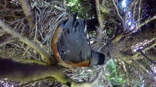 Incredible time lapse of birds nest [upl. by Zadack]