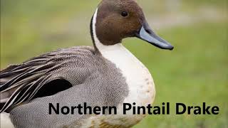 Pintail duck original call [upl. by Peti]