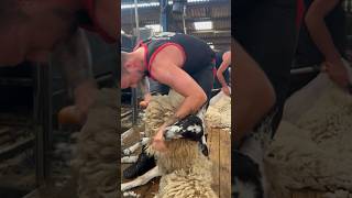 Shearers having fun Learn to shear link in bio heiniger sheepshearing sheepfarming [upl. by Nwahsak]