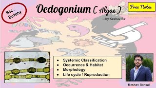 Oedogonium  Occurrence  Morphology and Life cycle  Bsc  Free PDF notes  by Viologia EXtrema [upl. by Aremihc]