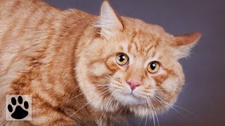 Породы кошек  Курильский бобтейл Kurilian Bobtail Cat Breed [upl. by Akilegna]