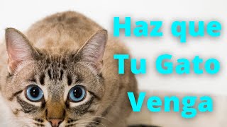 📣 Sonidos Para que tu Gato Venga  Maullidos y Purrs Para Atraer a Tu Gato Cuando Se Esconda 🐈 [upl. by Drida]