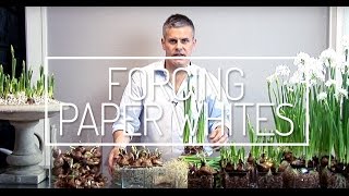 Forcing Paper Whites a Howto Video with Glenwood Weber [upl. by Arikat375]