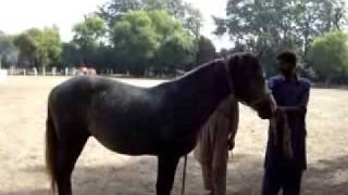 Remount Depot Mona Stud Last Part 3 Purchase of 3 new Horses for ZULJANAH [upl. by Michelina]