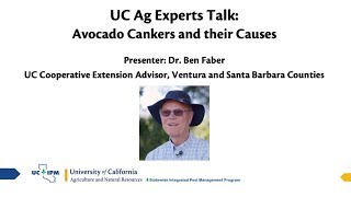 UC Ag Experts Talk Avocado Cankers and Their Causes [upl. by Comptom956]