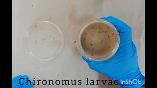 Cytogenetics Polytene chromosomes [upl. by Tedie]