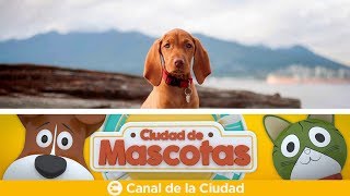 Aprendemos como se realiza una clonación de perros y mucho más en Ciudad de Mascotas [upl. by Aikal]