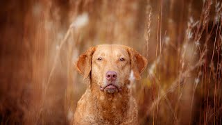 How to Spot Hereditary Diseases in a Chesapeake Bay Retriever [upl. by Karb358]