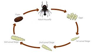 Housefly Lifecycle [upl. by Eoin]