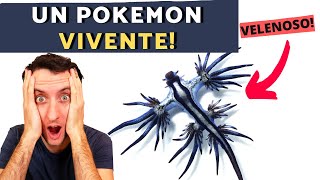 UN POKEMON VIVENTE drago blu Glaucus atlanticus Shorts [upl. by Zilvia335]