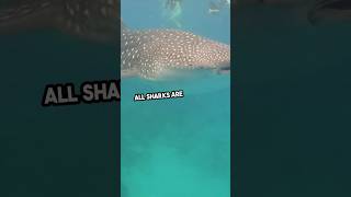 You Wont Believe These Sharks are Gentle Giants Meet the Amazing Filter Feeders 🦈🌊 [upl. by Matrona]