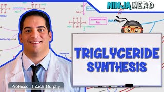 Metabolism  Triglyceride Synthesis [upl. by Nosnar]