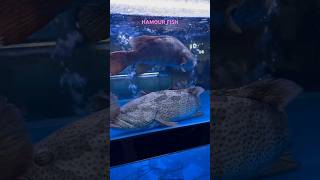 Arabic Hamour Fish dubai fish viralvideo [upl. by Brittany767]