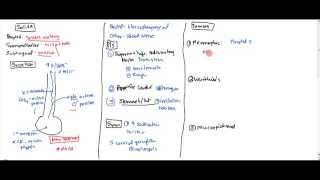 01 Saliva Anatomy Physiology and Tumors [upl. by Eneli]