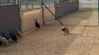 Briard puppies 7 12 weeks meeting ducks for herding instinct testing [upl. by Valentijn]