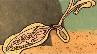 Animated Short The Green Spoonworm [upl. by Anatol751]