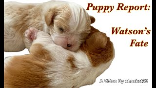 Puppy Report Watsons Fate [upl. by Atiran115]