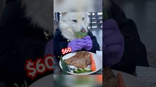 Does My Husky Approve of a 60 Steak 🥩  Funny Dog Taste Test [upl. by Fuchs844]