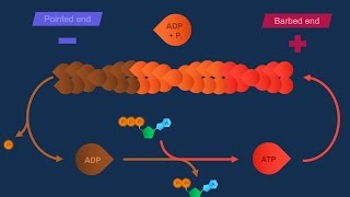 Actina e specializzazioni della membrana [upl. by Yrreiht620]