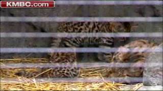 Tiny Ferocious BlackFooted Cats Frolic [upl. by Alitha526]