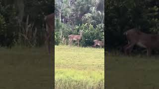 Some white tail 🦌 getting some morning grass  deer florida [upl. by Cate]