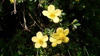 Potentilla Fruticosa Shrubby Cinquefoil Finding an Impressive Shrub with Yellow Flowers [upl. by Aveer]