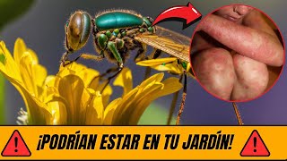 Los 9 Insectos Más Peligrosos del Mundo ¡Protege tu Vida [upl. by Iphlgenia372]