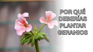 Por Qué Deberías Plantar Geranios en Casa Beneficios y Cuidados Fáciles [upl. by Bennion25]