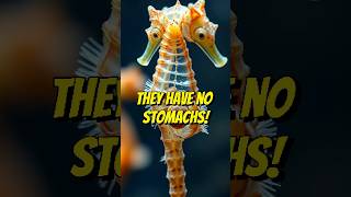 Male Seahorse Pregnancy Shocking Animal Fact shorts animals facts [upl. by Mor495]