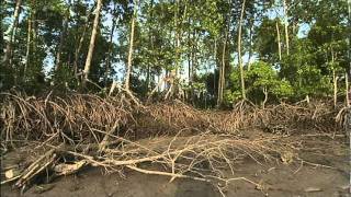 Mangroves The Roots of the Sea AMNH Science Bulletins [upl. by Morton]