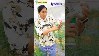 फसलों में virus thrips whitefly and mites control  agriculture shorts [upl. by Inad]