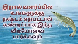 shrimp farming tamilnadu [upl. by Kasey]