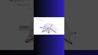 BONE GROWTH and OSTEOBLASTS bones bonehealth exercise fitness physiology genes stemcells [upl. by Ayanal454]