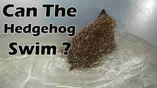 Can The Hedgehog Swim  What are the hedgehog spines [upl. by Glynda]