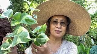 How to Propagate Philodendron Heartleaf and Pothos Pearl amp Jade  Episdoe no152 [upl. by Ddahc]