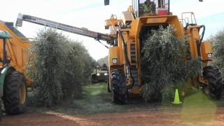 Oxbo 6420 Super High Density Olive Harvester [upl. by Mendoza]