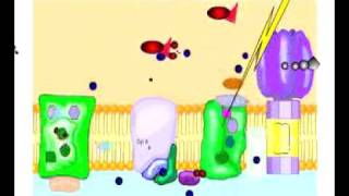 Noncyclic Photophosphorylation [upl. by Ahsirk]