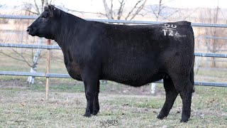 Lot 30 BRU22T26 Hillview Angus 2024 [upl. by Maroney655]