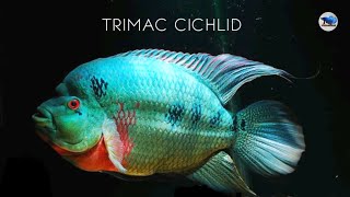 Trimac Cichlid Ikan Unik Seperti Lohan [upl. by Ehcsrop721]